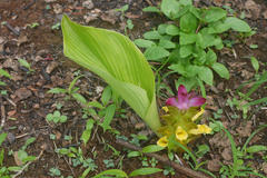 Curcuma pseudomontana